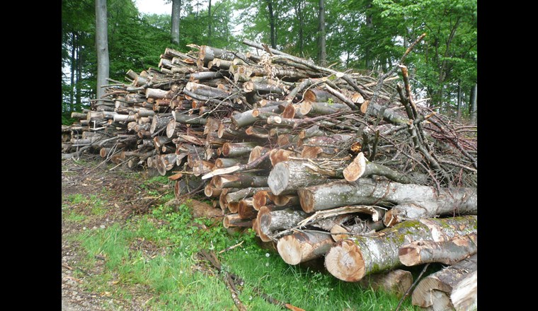 Fig. 6 Bois rond énergétique stocké le long d’une route forestière. (Photo: Energie-bois Suisse)