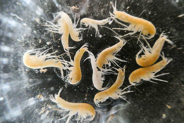 AmphiWell ist eines der Projekte, die vom FOWA unterstützt werden (Bild: AmphiWell/Eawag)