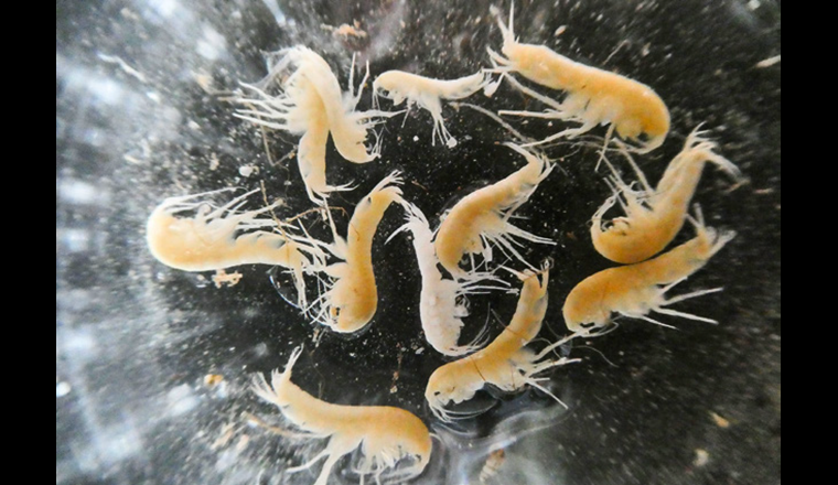 AmphiWell ist eines der Projekte, die vom FOWA unterstützt werden (Bild: AmphiWell/Eawag)