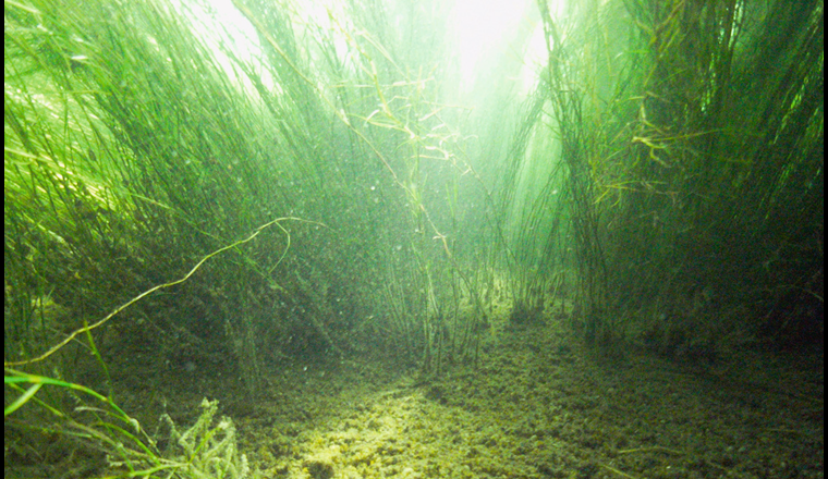 Sprossdichten des Schweizer Laichkrauts in der Fliessrinne beim Inselhotel in Konstanz.