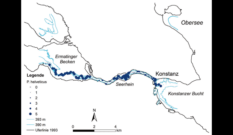 Ergebnisse der Kartierung der immergrünen Bestände des Schweizer Laichkrauts (Potamogeton helveticus) von der Konstanzer Bucht im Obersee über den Seerhein bis ins Ermatinger Becken des Untersees am 15. und 16. März 2017. Die Pflanzenmengenangaben beziehen sich auf die Skala nach [16]: 1 = sehr selten, 2 = selten, 3 = verbreitet, 4 = häufig, 5 = massenhaft.