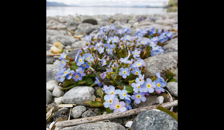 Das Bodensee-Vergissmeinnicht (Myosotis rehsteineri). (Foto: I. Strang)