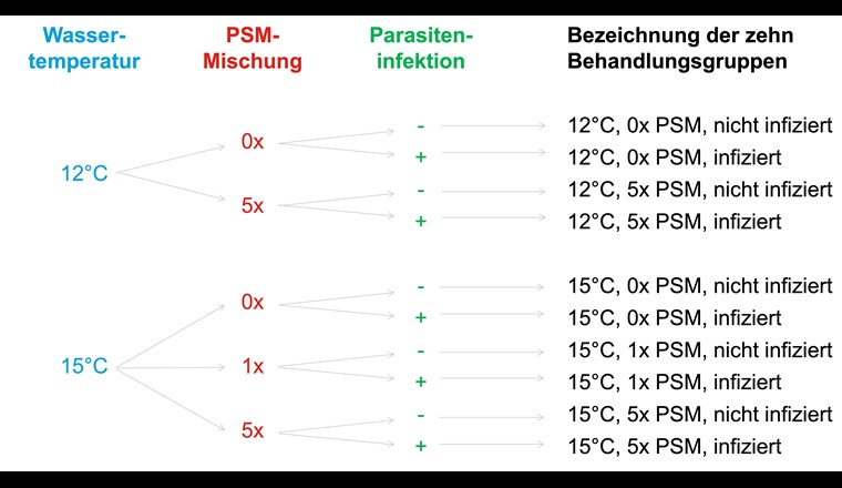 Fig. 1 Experimentelles Design. Die Fische wurden bei zwei Wassertemperaturen gehalten. Neben der Kon­trolle ohne PSM (0×), wurden eine Konzentration, wie sie in Schweizer Gewässern gemessen wurde (1×, nur bei erhöhter Wassertemperatur), sowie eine 5-fach höhere Konzentration (5×) verwendet. Eine Hälfte der Fische wurde mit einem Parasiten infiziert (+), die andere Hälfte nicht (-). Die Behandlungen wurden im Duplikat durchgeführt.