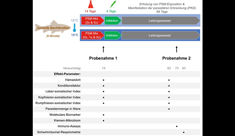 Fig. 2 Zeitlicher Ablauf des Experiments (oben) und Auflistung (unten), welche Effekt-Parameter pro Probenahme untersucht wurden –
angezeigt durch den Punkt in der Tabelle.