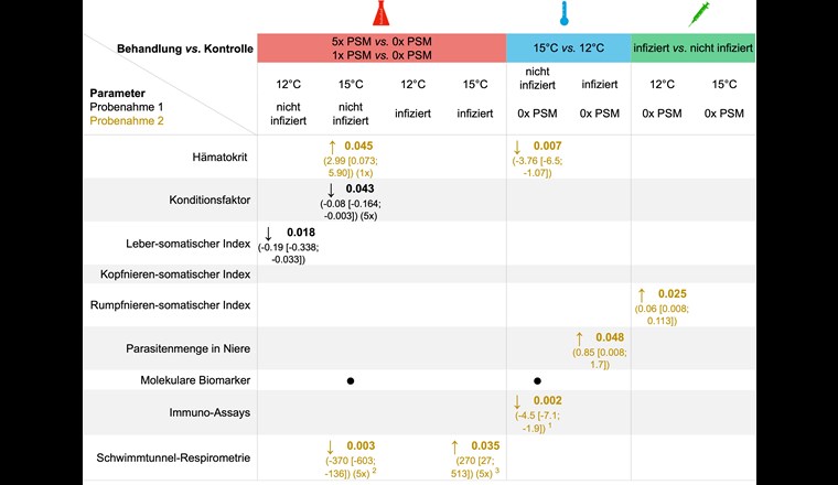 Fig. 3 Übersicht über die signifikanten Effekte (p-Wert ≤ 0,05) bei Probenahme 1 (schwarz) und Probenahme 2 (gelb). Der Pfeil gibt an, ob der Parameter bei belasteten Tieren höher/niedriger war als bei den Kontroll-Fischen. Angegeben sind der p-Wert in fetter Schrift sowie in Klammer die Mittelwertdifferenz und das Konfidenzintervall. Sind keine Angaben gemacht, so gab es keine signifikanten Effekte. Die Biomarker sind in Figur 7 detailliert aufgeführt.
1 prozentualer Anteil Lymphozyten; 2 basaler Sauerstoffverbrauch; 3 Zunahme Sauerstoffverbrauch