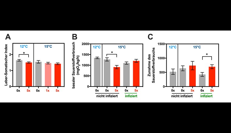 Fig. 4 Ergebnisse zum Leber-Somatische Index bei Probenahme 1 (A, nicht infizierte Fische) sowie zum basalen Sauerstoffverbrauch bei 10 cm/s Wasserströmung (B) und die durchschnittliche Zunahme des Sauerstoffverbrauchs unter Belastung (C) bei Probenahme 2.
Signifikante Unterschiede zur Kontrolle sind gekennzeichnet (*).