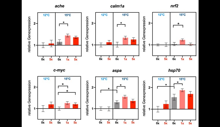 Fig. 7 Ergebnisse zur relativen Genexpression der molekularen Biomarker im Gehirn, die durch die 
PSM-Exposition verändert wurden (Probenahme 1). Signifikante Unterschiede zur Kontrolle sind gekennzeichnet (*).