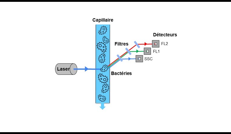 Fig. 2 Schéma de principe de la cytométrie en flux.