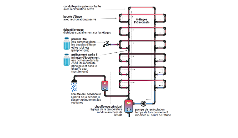 Fig. 1 Représentation schématique du système de distribution de l’eau potable étudié. Le chauffe-eau principal dessert à la fois le système de distribution général et le chauffe-eau secondaire relié aux vestiaires (installé à partir de la période B; voir tab. 1). Le système de distribution général est constitué d’une conduite montante principale avec recirculation active et dessert chaque boucle d’étage. Les boucles d’étage ont une circulation passive et desservent les robinets de chaque étage. La stratégie d’échantillonnage a permis d’identifier la présence de L. pneumophila à la fois dans les parties périphériques et systémiques du système de distribution de l’eau potable. Cette image a été créée avec BioRender.