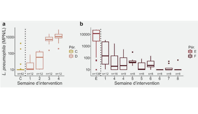 Fig. 4 Évolution détaillée des concentrations de L. pneumophila durant (a) le début de la période D et (b) la période F. Les deux graphes illustrent l’évolution des concentrations de L. pneumophila au fil des semaines d’échantillonnage. Durant certaines semaines de la période F, plusieurs échantillonnages ont été effectués et les boîtes à moustaches sont représentées de façon chronologique. La boîte représente la médiane et l’espace interquartile (espace entre le premier et le troisième quartile). Les extrémités des moustaches sont calculées en utilisant 1,5 fois l’espace interquartile.