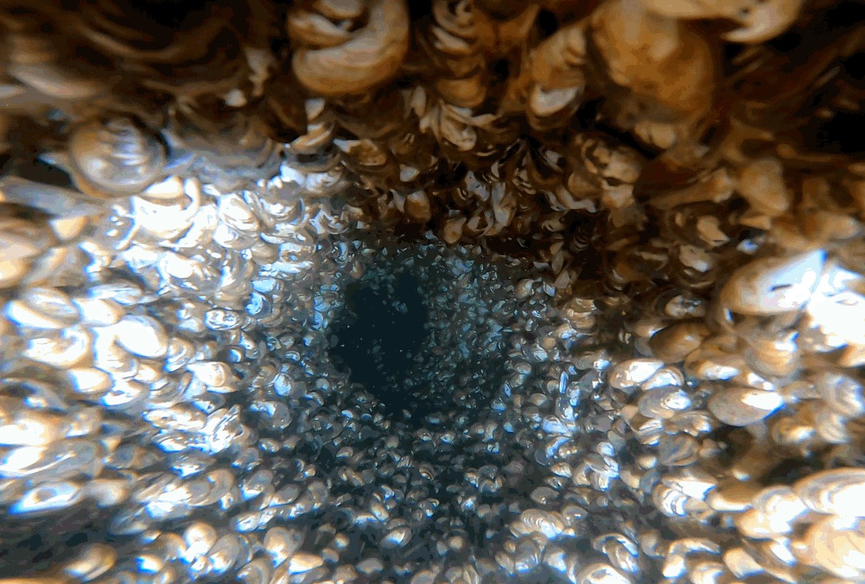 Innenansicht einer stark mit Muscheln befallenen Entnahmeleitung für industrielles Wasser, welche ca. zwei Jahre weder chloriert noch gereinigt
wurde. Tiefe 35 Meter (Foto: ARA Vidy)