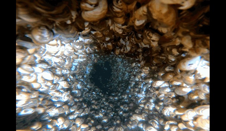 Innenansicht einer stark mit Muscheln befallenen Entnahmeleitung für industrielles Wasser, welche ca. zwei Jahre weder chloriert noch gereinigt
wurde. Tiefe 35 Meter (Foto: ARA Vidy)