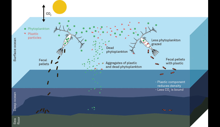 Modell zum Einfluss von Mikroplastik in einer aquatischen Nahrungskette auf die CO2-Bindung. (©M. Holzner)