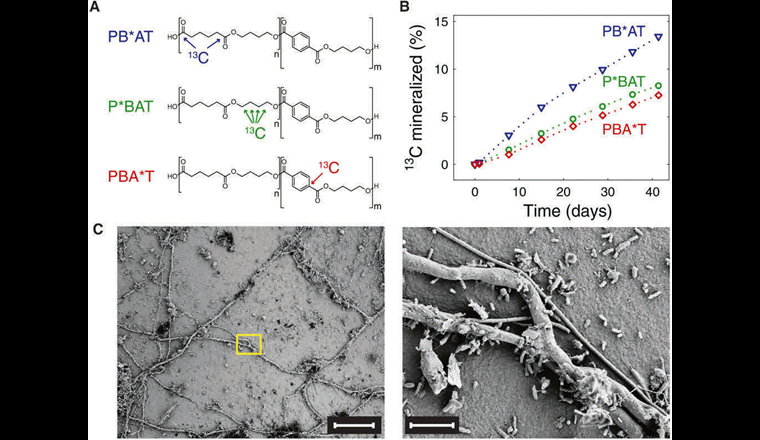 Mineralisation und Oberflächenkonolisation von drei PBAT-Typen während 6-wöchiger Inkubation mit Erde. a) Molekulare Strukturen; b) Bildung von¹³CO₂; c) Repräsentative elektronenmikroskopische
Aufnahmen (linker Massstab: 50 μm, rechter Massstab: 5 μm) [14].