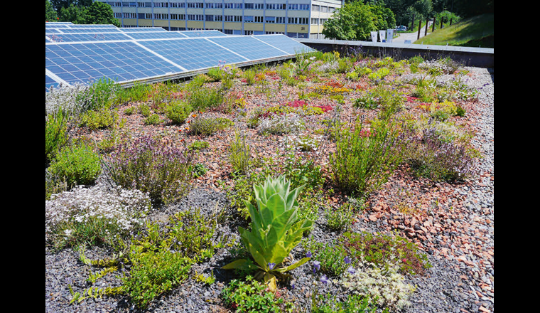 Begrünte Dächer und Fassaden speichern einen Grossteil des Niederschlags, reduzieren durch die Evapotranspiration die Oberflächentemperatur und fördern die Artenvielfalt. (©VSA)