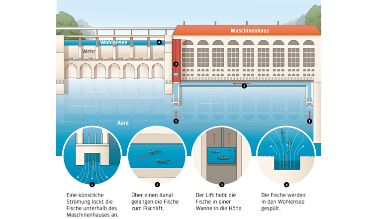 Funktionsweise des Fischlifts. (©BKW)