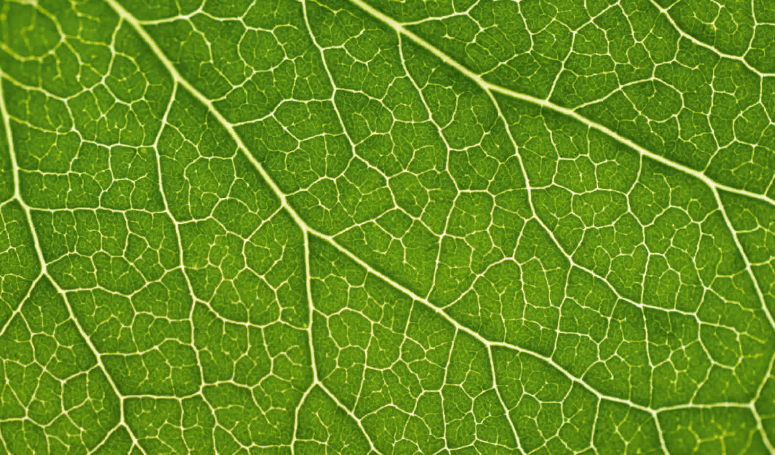 Mit dem selbstverordneten Ziel, bis 2050 Erdgas kontinuierlich durch erneuerbare und klimaneutrale Gase zu ersetzen, unterstützt die Schweizer Gaswirtschaft das Netto-null-Ziel 2050 des Bundesrates.  (© ensup/123RF.com)