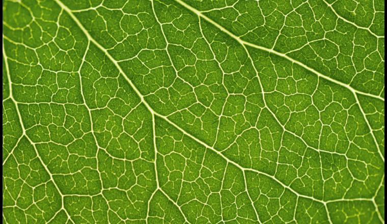 Mit dem selbstverordneten Ziel, bis 2050 Erdgas kontinuierlich durch erneuerbare und klimaneutrale Gase zu ersetzen, unterstützt die Schweizer Gaswirtschaft das Netto-null-Ziel 2050 des Bundesrates.  (© ensup/123RF.com)