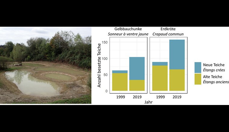 Links: Teichbau schafft neuen Lebensraum für Amphibien und viele andere Arten.
Rechts: Dank der Besiedelung neu angelegter Teiche haben die Bestandsgrössen (Anzahl besetzte Teiche) von Gelbbauchunke und Erdkröte im aargauischen Rheintal zwischen 1999 und 2019 insgesamt zugenommen. (©IANB)