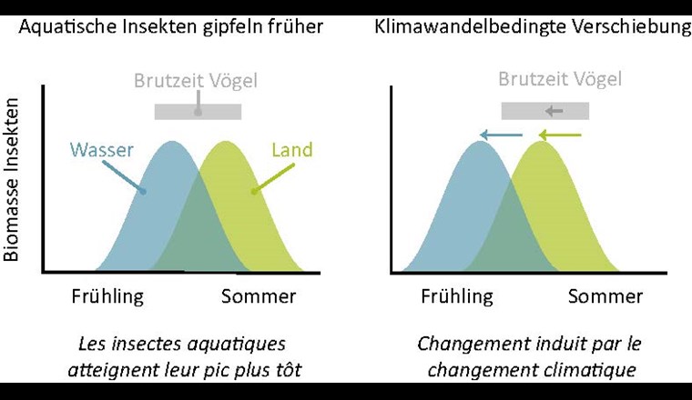 Aquatische Insekten haben einen höheren Nährwert und erreichen den Höhepunkt ihrer Biomasse früher im Jahr als terrestrische Insekten (links). Die Biomassentwicklung der Insekten hat sich mit der Klimaerwärmung früher ins Jahr verschoben, schneller als die Brutzeit von Singvögeln (rechts).  Brütende Singvögel haben somit für die Jungenaufzucht zunehmend weniger Zugriff auf das qualität­vollere aquatische Nahrungsangebot.