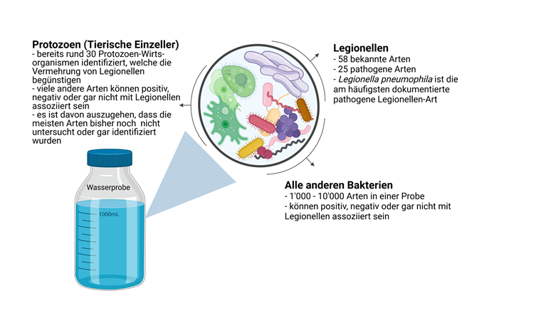 Fig. 1 Eine typische Wasserprobe kann verschiedene Legionellen-Wirtsorganismen, Legionellen-Stämme 
und -Serogruppen sowie bis zu 10'000 weitere Bakterienarten enthalten. Molekulare Methoden können helfen, diese komplexe mikrobielle Zusammensetzung näher zu charakterisieren.