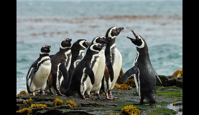 © 123rf/Giedrius Stakauskas