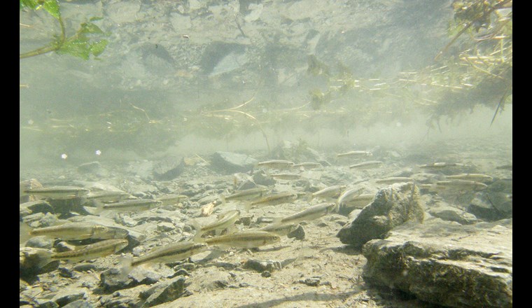 Ein Schwarm Elritzen (Phoxinus septimaniae) im Lago Poschiavo. (© Eawag)