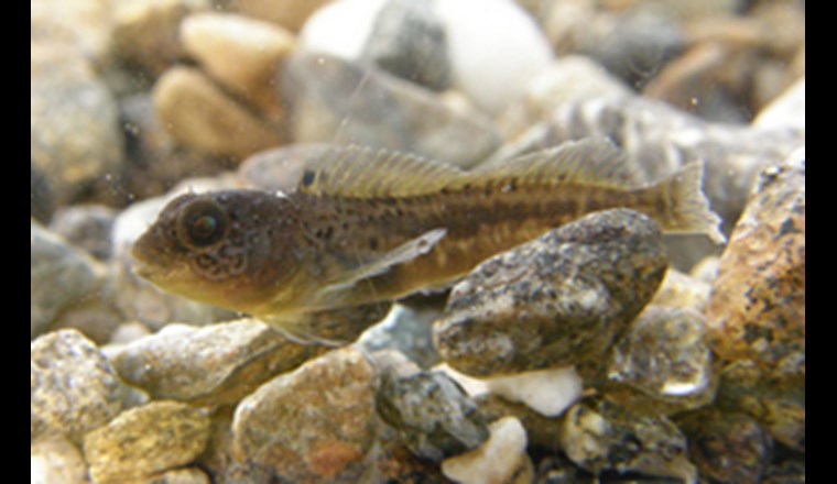 Projet Lac förderte einige Überraschungen zu Tage aus den Tiefen unserer Seen. Dieser Schleimfisch Cagnetta aus dem Lago Maggiore ist noch nicht eindeutig identifiziert. (© Eawag)