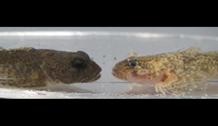 Zwei Groppen (Cottus gobio) aus dem Thunersee. Die eine (links) lebt ufernah, im flachen Wasser; die andere (rechts) wurde im Projet Lac noch in über 200 m Tiefe gefunden. (© Eawag)