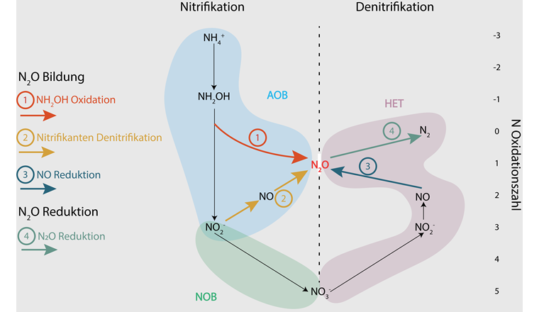 Fig. 2 N₂O-Bildungs- und Reduktionswege während der Nitrifikation und der Denitrifikation in ARA.