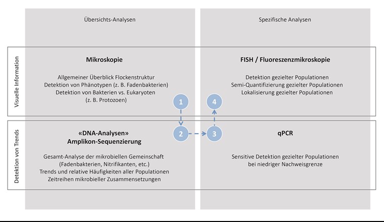 Fig. 5 Vergleich von vier mikrobiellen Methoden zur Analyse von Belebtschlamm: (1) Mikroskopie, (2) DNA-Analysen, (3) qPCR und (4) FISH.